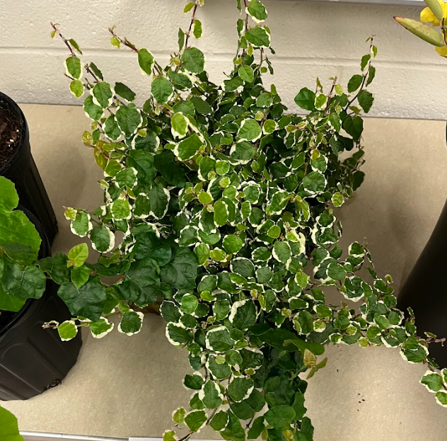 <ul><li><p>leaf is offset at an angle</p></li><li><p>holdfast climbing structure</p><ul><li><p>they stick on the wall like a gecko</p></li></ul></li><li><p>heteroblastic behavior</p><ul><li><p>as it ages it will change the structure</p></li></ul></li></ul><p></p>