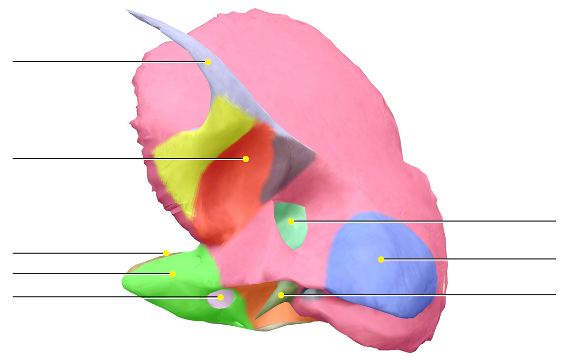 <p>Temporal bone: Mastoid process</p>