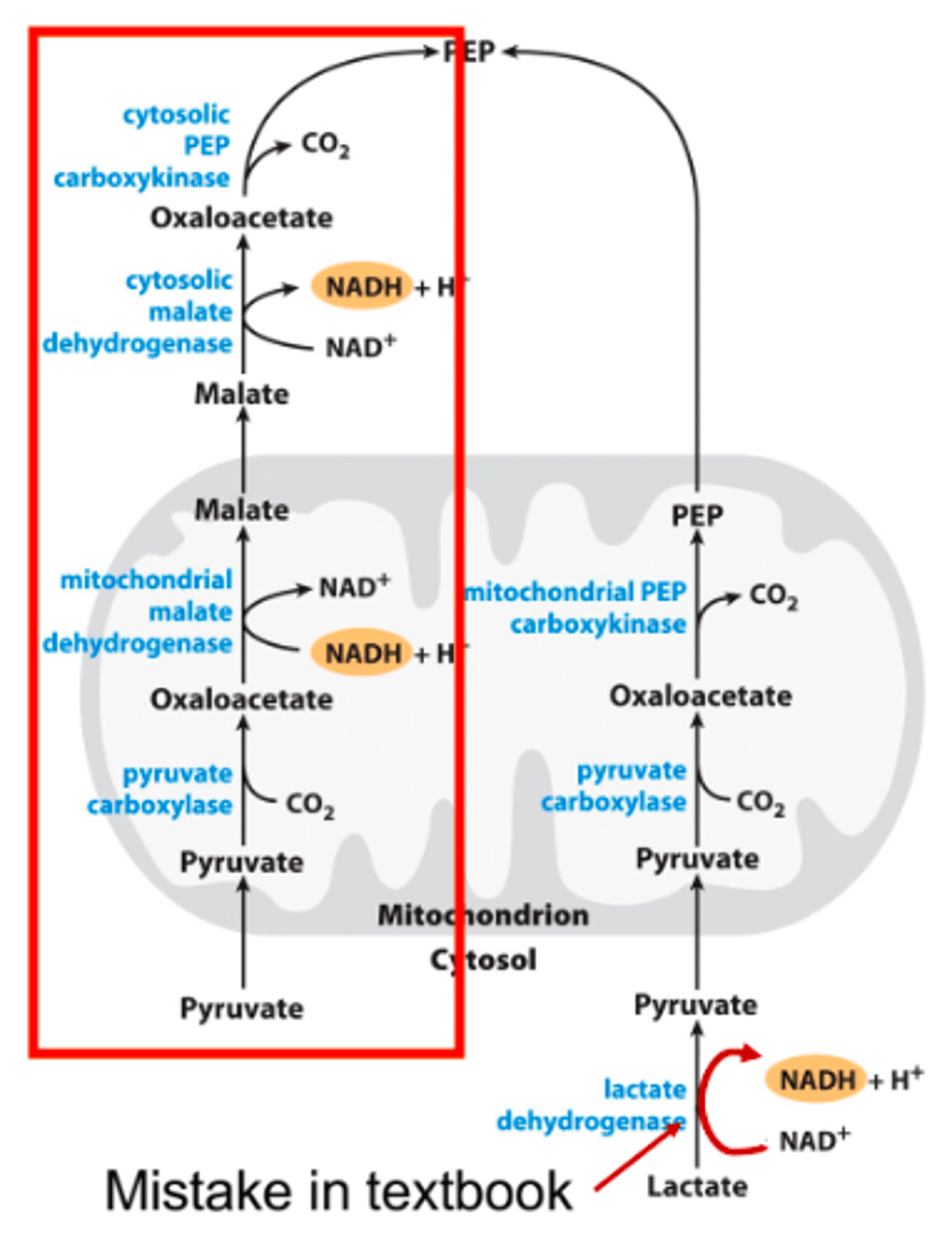 <p>Conversion of pyruvate to phosphoenol-pyruvate (PEP)</p>