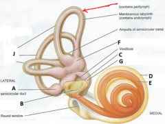 <p>Identify B: (bony structure)</p>