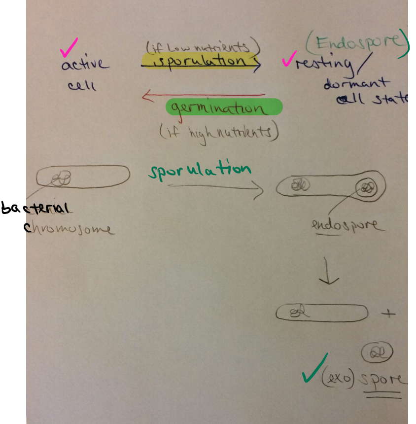 <ul><li><p><strong>Sporulation</strong>: occurs if low nutrients; active cell → forms an endospore (resting/dormant cell state); the cell eventually splits into an active cell + (exo)spore</p></li><li><p><strong>Germination</strong>: occurs if high nutrients; endospore → returns to active cell state</p></li></ul><p></p>