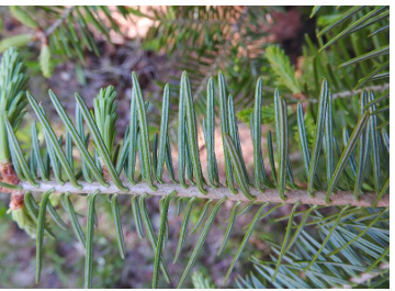 <p>balsam fir</p>