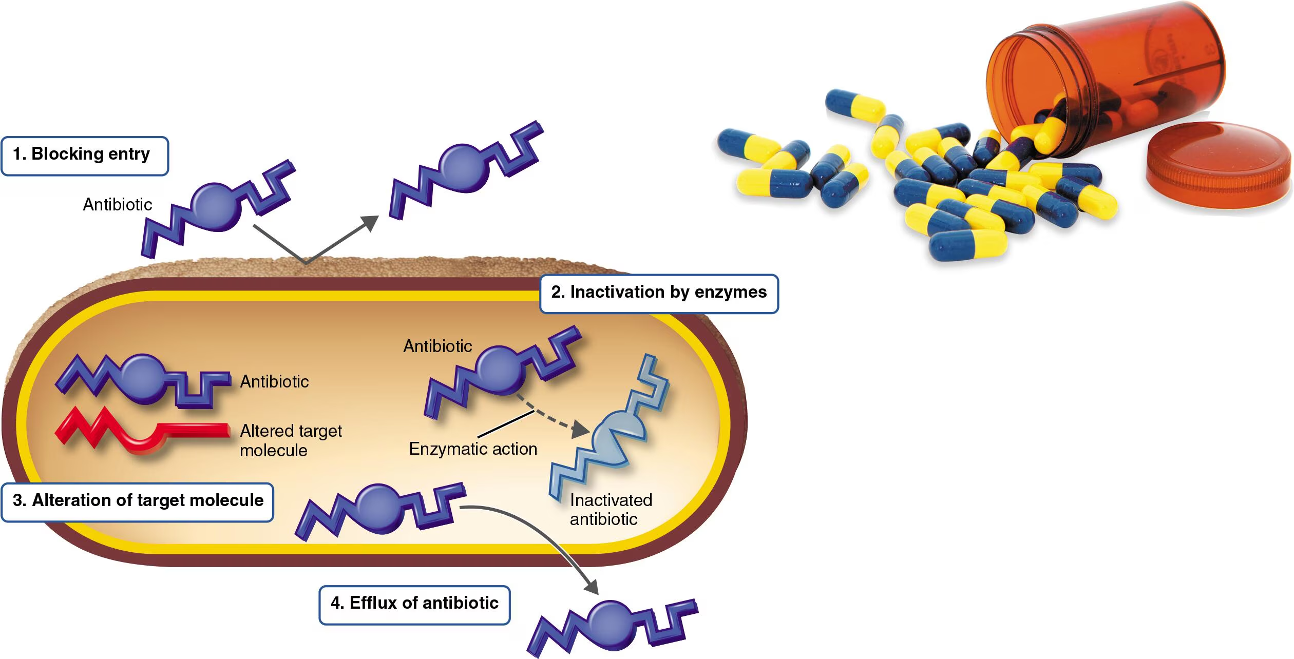 <ul><li><p><strong>Vertical Transmission:</strong> A resistant bacterium reproduces and passes the mutation to all its "offspring."</p></li><li><p><strong>Horizontal Transmission:</strong> Bacteria "swap" resistance genes (often carried on <strong>plasmids</strong>) with each other through processes like <strong>conjugation</strong> or <strong>transduction</strong>.<br><br></p></li></ul><p><span style="color: yellow;">Mechanism of Antibiotic Resistance</span><br><br></p><ol><li><p><span style="color: rgb(157, 192, 123);"><strong>Blocking the drug’s entry into the cell</strong><br></span><span style="color: rgb(252, 252, 252);">→ The bacteria change their outer “shell” or entry points to keep the drug from getting inside the cell<br>→ <u>Gram-negative bacteria</u> are naturally resistant to this because their cell wall restricts absorption</span><br><span style="color: rgb(252, 252, 252);">→ <u>Mechanism</u>: Bacteria can modify porins (the openings in their cell walls) so the antibiotic cannot enter the periplasmic space</span><br><br></p></li><li><p><span style="color: rgb(157, 192, 123);"><strong>Inactivation of the drug by enzymes</strong></span><br><strong>→ </strong>Bacteria produce enzymes that physically break down or neutralize the antibiotic before it can do its job<br>→ Some bacteria produce B-lactamase, an enzyme that destroys the structure of penicillin and cephalosporins<br>→ Because of this, it led to the development of resistant strains like <strong>MRSA </strong>(Methicillin-Resistant Staphylococcus aureus)<br><br></p></li><li><p><span style="color: rgb(157, 192, 123);"><strong>Alteration of the drug’s target site</strong></span><br><span style="color: rgb(255, 255, 255);">→ Antibiotics usually work by binding to a specific part of the bacteria (i.e., protein, ribosome). Bacteria can change the shape of that “target” so the drug no longer fits<br>→ A minor modification to a ribosome can neutralize an antibiotic like tetracycline without stopping the cell from making proteins<br>→ <u>MRSA Strategy</u>: It changed its Penicillin-Binding Protein (PBP) so that methicillin could no longer bind to it</span><br><br></p></li><li><p><span style="color: rgb(157, 192, 123);"><strong>Efflux of the drug from the cell</strong></span><br><span style="color: rgb(255, 255, 255);">→ Bacteria use specialized “pumps” in their membranes to kick the antibiotic out of the cell as soon as it enters<br>→ This prevents the drug from reaching a high enough concentration to kill the bacteria<br>→ Many bacteria use these pumps to eliminate various toxic substances, including major classes of antibiotics</span></p></li></ol><p></p>