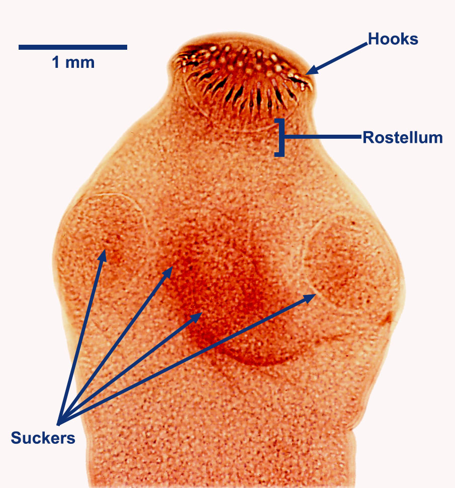 <ul><li><p>four suckers </p></li><li><p>double row of 20-30 suckers </p></li></ul><p></p>