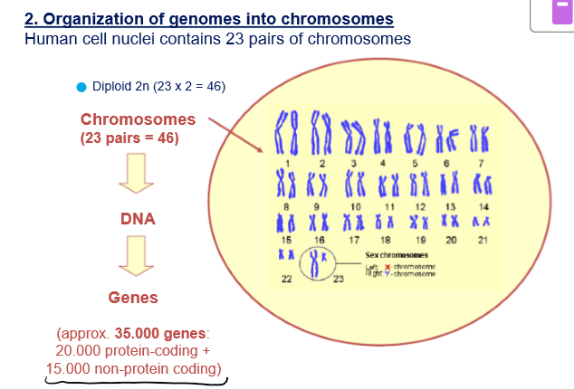 <ul><li><p>Haploid number of chromosomes: 23</p></li><li><p>Diploid number of chromosomes: 46</p></li></ul><p></p>