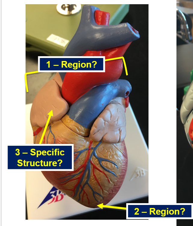 <p>What is region 1</p>
