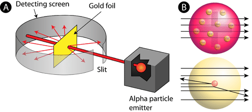 <ul><li><p>bombarded very thin sheets of gold foil with fast moving alpha particles</p></li><li><p> a very small percentage of alpha particles bounced off the gold foil at very large angles</p></li><li><p>He concluded that all of the positive charge and the majority of the mass of the atom must be concentrated in a very small space in the atom's interior (nucleus)</p></li></ul><p></p>