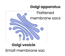 <p><strong>Describe the structure and functions of the Golgi apparatus and Golgi vesicles.</strong></p>