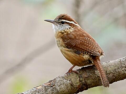 <p>What bird is this?</p>