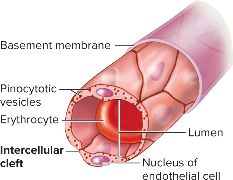 <p>Continuous capillaries</p>