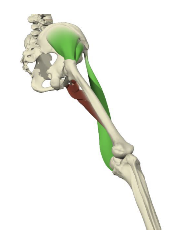 <ul><li><p><span><strong>Gluteus Medius</strong></span></p></li><li><p><span><strong>Gluteus Minimus</strong></span></p><ul><li><p>deep → closer to axis of rotation → less for mob but more for compression &amp; stabilizing joint + femoral head </p></li></ul></li></ul><p></p><p></p>