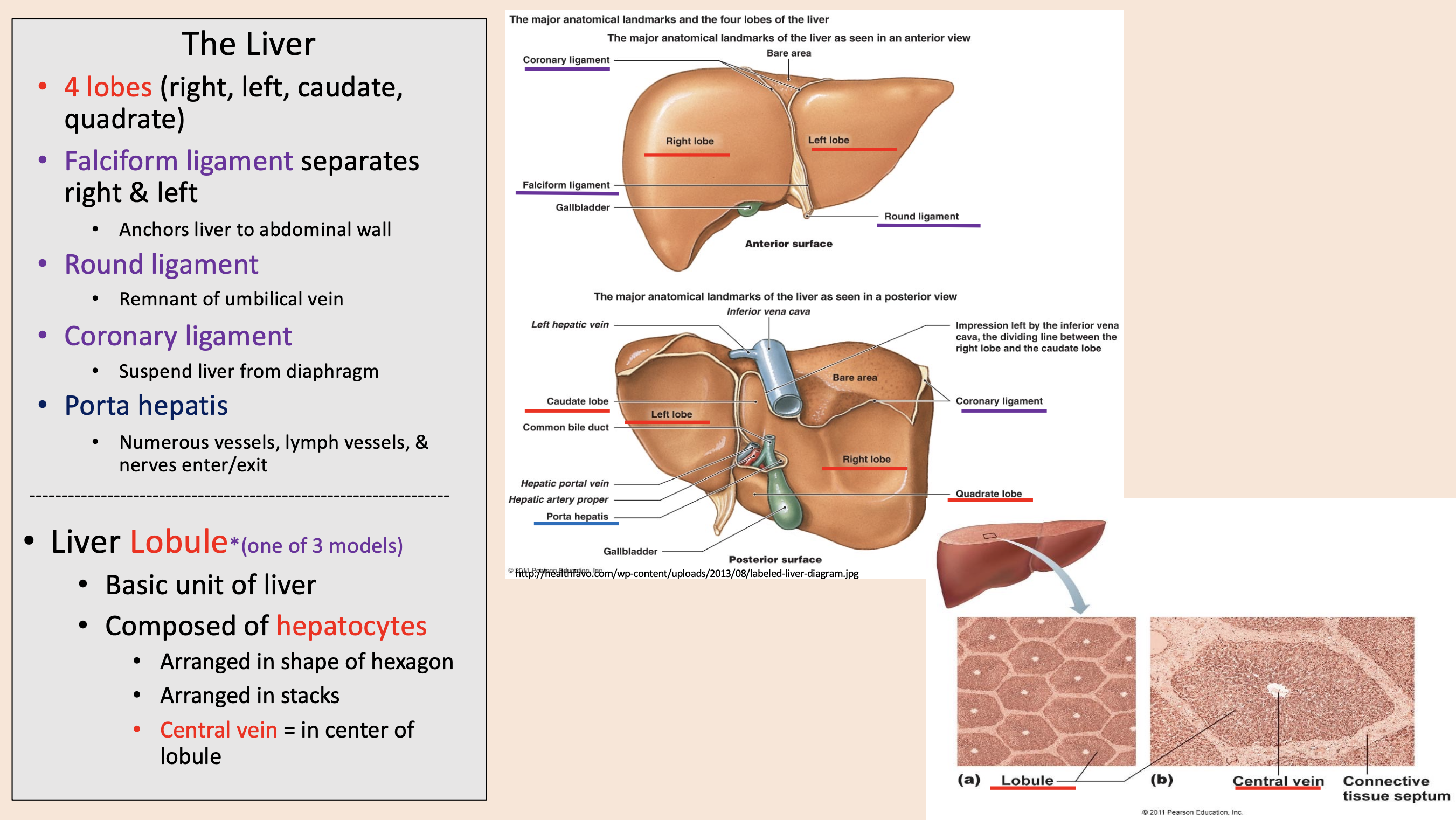 <p><span style="color: rgb(112, 48, 160);">round ligament</span></p>