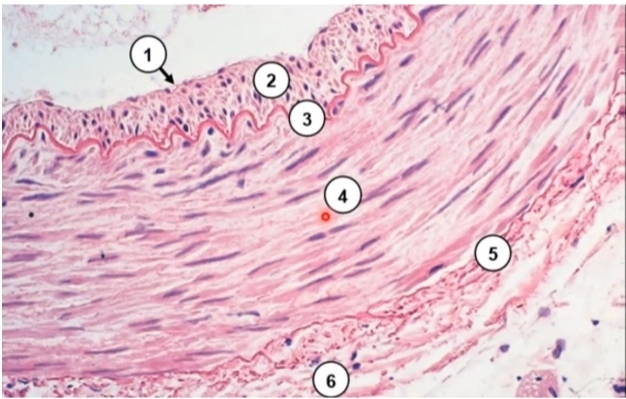term image