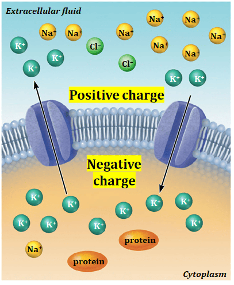 <p>Na+ (sodium cation)</p>