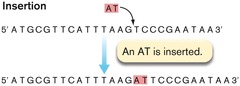<p>One or more nucleotides are added to the DNA sequence; becomes longer</p>