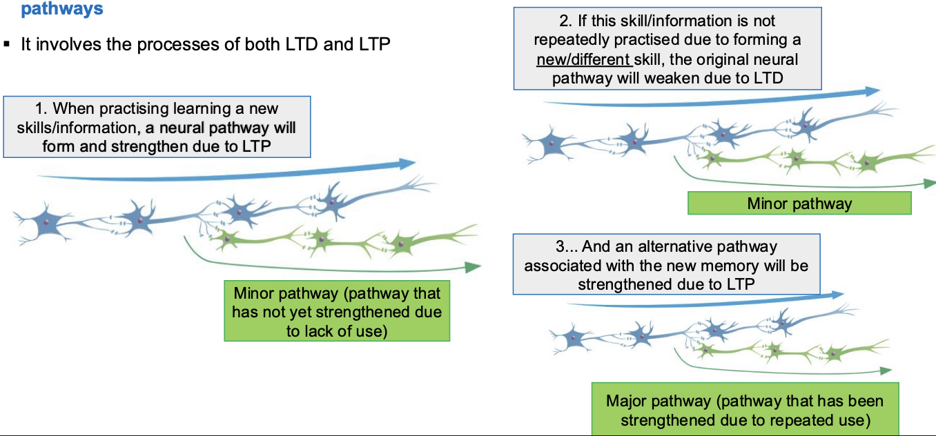 <p>The formation of new connections between neurons to establish alternative neural pathways.</p>