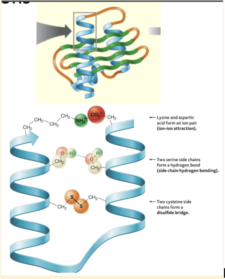 <ul><li><p>Some hydrophilic side chains can form side chain hydrogen bonding </p></li><li><p>Ionized acidic and basic side chains can form a disulfide bridge </p><ul><li><p>Disulfide bridge formation is an oxidation reaction that requires either O2 or a redox coenzyme like NAD+</p></li></ul></li></ul><p></p>