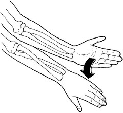 <p>radioulnar pronation, transverse, vertical</p>