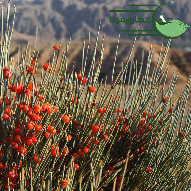 <p>گونه ها : Ephedra sinica (mahuangکنف زرد-سمی) ,</p><p>Ephedra pachyclada گیاه مخدر هوم,</p><p>Ephedra nevadensis (Mormon tea-فاقد افدرین)</p><p>خانواده : ارمکیان یا افدراسه (مقداری متفاوت از سایر خانواده‌های بازدانگان: بوته‌ای و دارای ساقه فتوسنتز کننده)</p><p>ماده موثره : افدرین (آلکالوئید) شبیه آدرنالین-نوراپی‌نفرین با اثرات خفیف تر و مدت اثر طولانی تر- افدرین پیش ساز آمفتامین و کوکائین است.</p><p>افدرین در کنار کافئین باعث عوارض شدید : تهوع و استفراغ، عوارض روانی-عصبی، تغییرات شدید مود، حالت نگرانی و اضطراب، فعالیت سیستم سمپاتیک و افزایش ضربان قلب میشود.</p><p>کاربرد دارویی : لاغری، دوپینگ برای ورزشکارها، انواع آلرژی ها، تب یونجه، درمان گرفتگی بینی از طریق اثر تنگ کنندگی عروقی با تاثیر روی گیرنده بتا۱ آدرنرژیک، در اسپاسم های برونش ها، آسم و برونشیت قابل استفاده است با اثر روی گیرنده های بتا ۲ آدرنرژیک. اثر دیورتیک (ادرار آور) دارد به آن واترپیل هم میگویند در سرماخوردگی، سردرد، آنفولانزا و افرادی که عرق نمیکنند استفاده میشود. به عنوان داروی سمپاتومیمتیک کاربرد دارد.</p><p>داروی موجود در بازار : ویال افدرین در صورت کاهش فشار خون شدید در کلینیک استفاده میشود، قرص سودوافدرین که در سرماخوردگی و احتقان بینی استفاده میشود.</p><p>اندام های دارویی : شاخه ها و سرشاخه ها</p><p>اندام های سمی : کل گیاه حتی ریشه</p><p>FDA : تعیین محدودیت مصرف روی لیبل ها برای این گیاه</p>