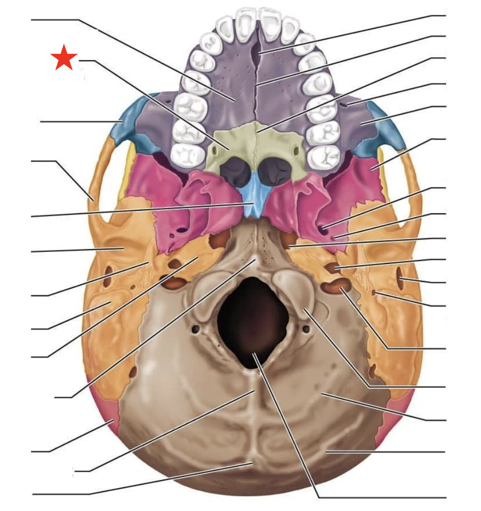 knowt flashcard image