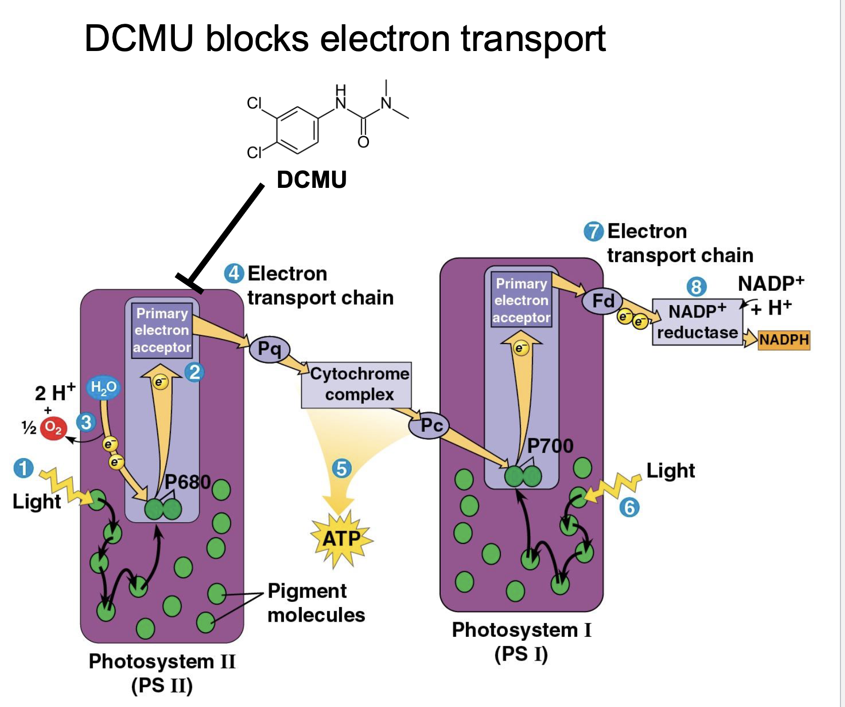 <p>Its a drug that blocks the electrons transport chain </p><p>The stream is going to slow down </p>
