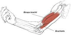 <p>flexes elbow (under & more distal to biceps brachii)</p>