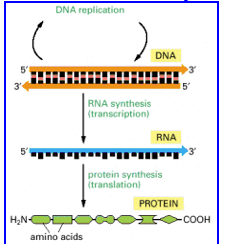 <p>DNA —> RNA —> protein</p>