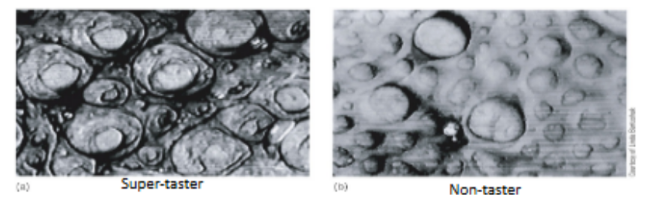 <p>people (genetically) have different responses to the taste of <strong><u>PTC (phenylthiocarbamide)</u></strong> and <strong><u>PROP (6-n-propyltiouracil)</u></strong> (← both are for <u>bitterness</u>), where:</p><ul><li><p>tasters, supertasters, nontasters:</p><ul><li><p>tasters have <u>more taste buds</u> than nontasters</p></li><li><p>tasters have specialized receptors for these chemical compounds</p></li><li><p>supertasters appear more sensitive to <strong><u>bitter </u></strong>substances than tasters</p><ul><li><p>which can <u>affect diet</u> (dislike bitter veggies) &amp; <u>susceptibility to pain</u> (burning mouth syndrome)</p></li></ul></li></ul></li></ul><p>__</p><p>true</p><ul><li><p><strong><u>all taste qualities can be detected across most areas of the tongue</u> </strong>(except places on the tongue w/ filiform papillae)</p></li></ul><p>__</p><p>true</p>