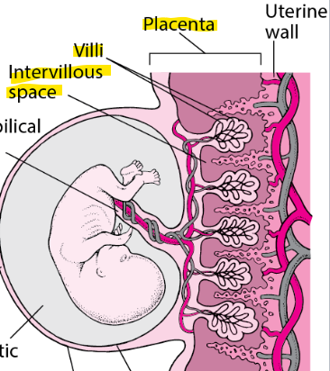 <p>Villi (anchor), spiral arteries, intervillous space</p>