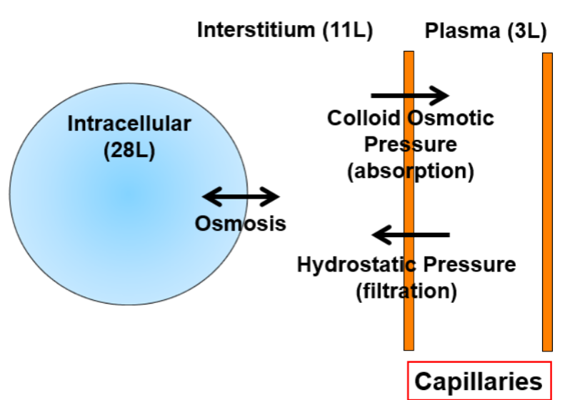 <ul><li><p>osmosis controls the volume of water inside and outside cells </p></li><li><p>the colloid osmotic pressure and the hydrostatic pressure maintains  the volume of water in the interstitial fluid and the plasma ( these only work through the capillaries as its thin enough )</p></li></ul><p></p>