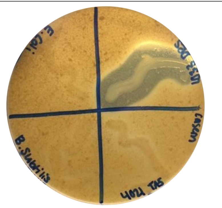<p>Which organism can hydrolyze casein and produce the exoenzyme casease? </p>