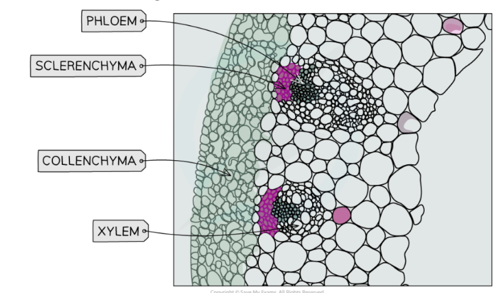 <p><br>NOTE:<br>To identify cell structures within the vascular bundles <strong><u>from a photo, </u>identify:</strong><br><strong>→ <u><mark data-color="yellow" style="background-color: yellow; color: inherit;">position within vascular bundle</mark></u></strong><br><strong><u>→ <mark data-color="yellow" style="background-color: yellow; color: inherit;">cell wall thickness</mark></u></strong><br><br><strong><u>[</u></strong> cell size and lumen size just for reference, you can include but prolly no marks<strong><u>]</u></strong></p>