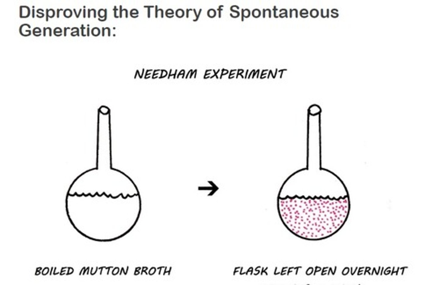 <p>He supported the concept of spontaneous generation. After heating his flasks of broth, microbes started growing in them. He believed the microbes came from the broth itself.</p>