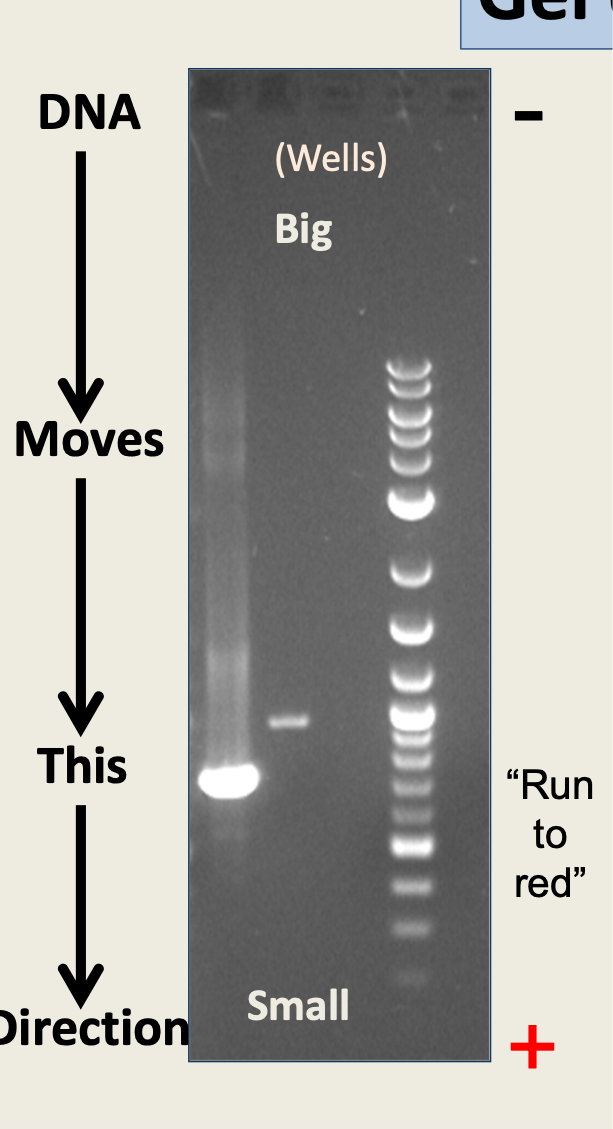 <ul><li><p>nuclei acids are put into the gel matrix with a salt buffer </p></li><li><p>an electrical charge is passed through the gel </p></li><li><p>nucleic acids then travel to the positive pole </p></li><li><p>label is added to DNA or gel (e.g. Etbr, racioactive label) that allows visualization </p></li><li><p>sample is run alongs a size standard/ladder </p></li></ul><p></p>
