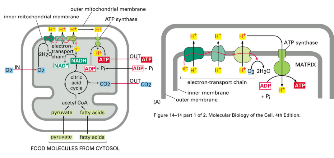 <ol><li><p>Pyruvate → mitochondria → Citric acid cycle → NADH</p></li><li><p>NADH drops of e<sup>-</sup> @ Electron Transport Chain (ETC)</p><ol><li><p>Pumps protons out → pressure gradient </p></li></ol></li><li><p>Protons rush through ATP synthase → spin → ATP synthesis </p></li></ol><p></p>