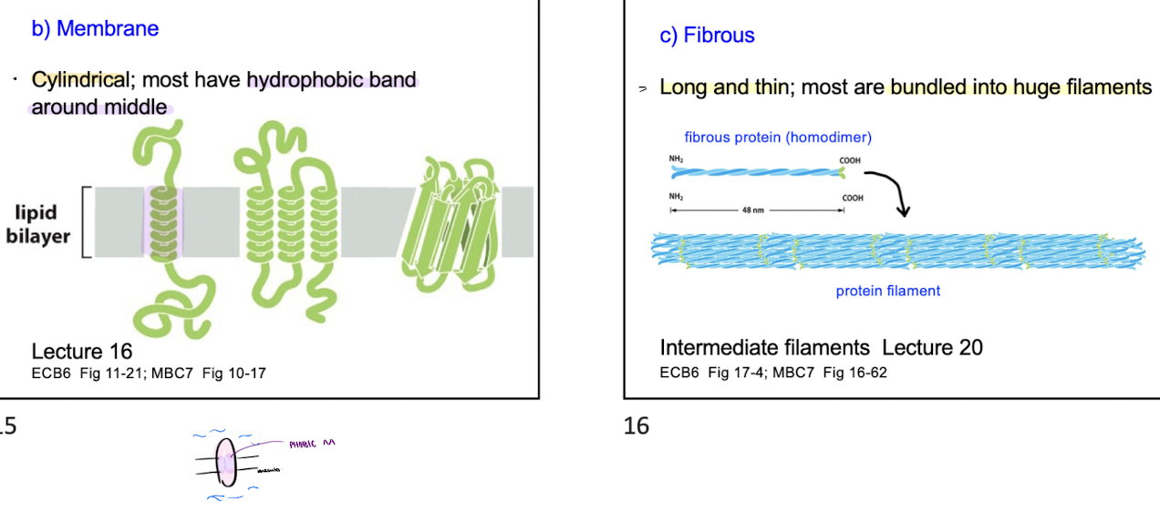 <ol><li><p>Globular = compact + most are soluble </p></li><li><p>membrane = cylindrical + most have PHOBIC band around middle</p></li><li><p>Fibrous = long & thin + most are bonded into huge filaments</p></li></ol><p></p>