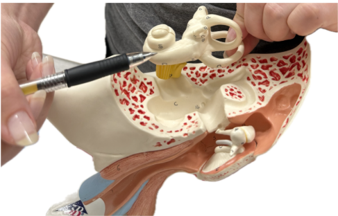 <p>What is the structure and function?</p>
