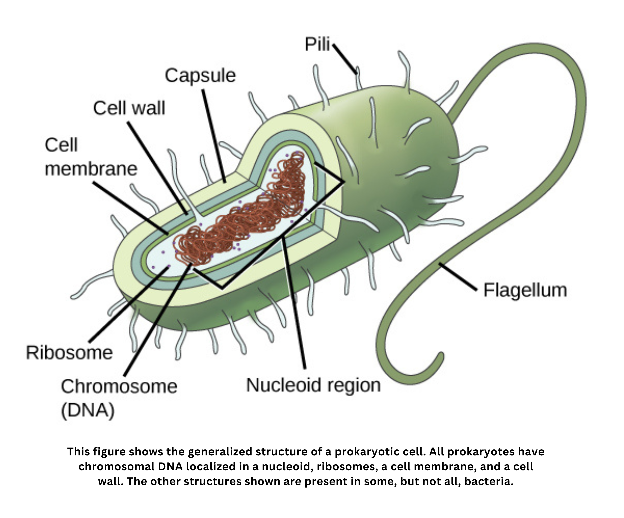 <p>prokaryotic cells</p>