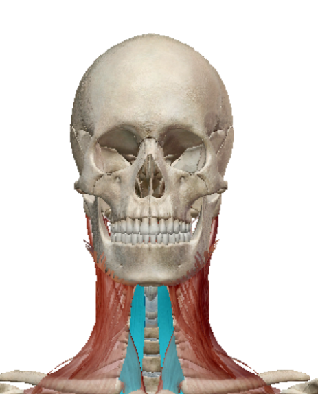 <p>sternohyoid Action</p>