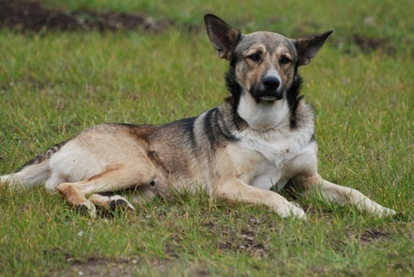 <p>TRANSLATION: отвергнуть животное</p><p>DEFINITION: to refuse to accept or keep an animal</p><p>EXAMPLE: Some owners ........................ when the pet grows too big. Некоторые хозяева ОТВЕРГАЮТ ЖИВОТНОЕ, когда питомец становится слишком большим.</p>