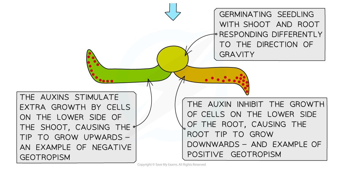 <p>Explain how the auxin affects the growth of the root & shoot in this diagram </p>