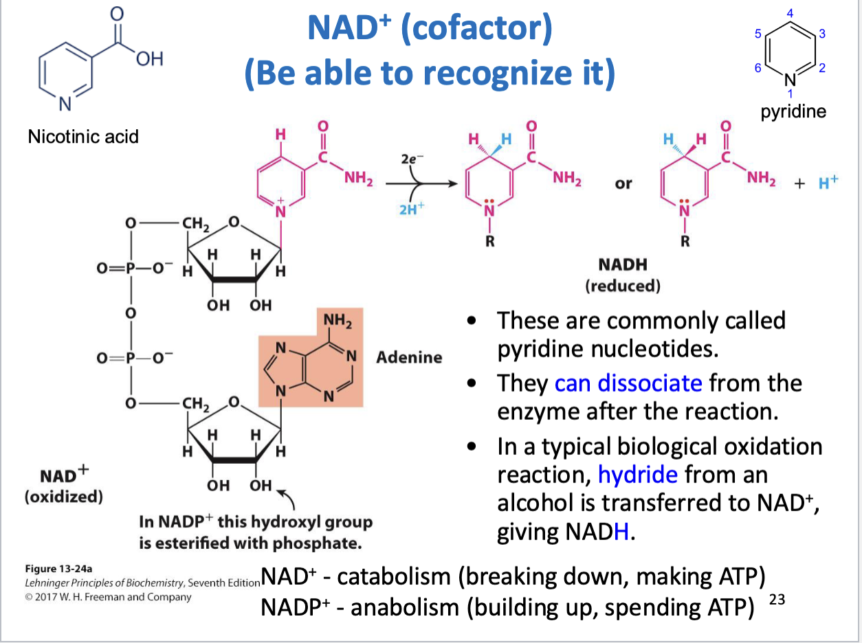 <ul><li><p>NAD+ cofactor is used in catabolism (breaking down, making ATP)</p></li><li><p>NADP+ cofactor is used in anabolism (building up, spending ATP)</p><ul><li><p>NADP+ has similar structure as NAD+, 2’ hydroxyl on ribose is esterified with phosphate</p></li></ul></li></ul><p></p>