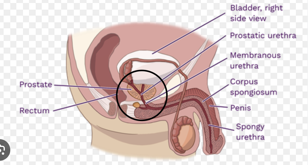 <p>helps control urination in men</p>