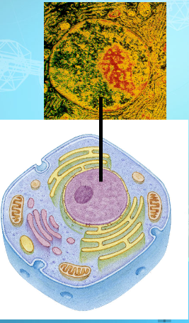 <p>Nucleus</p>