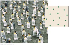 <p>The pattern in which individuals are equally spaced throughout a habitat.</p>