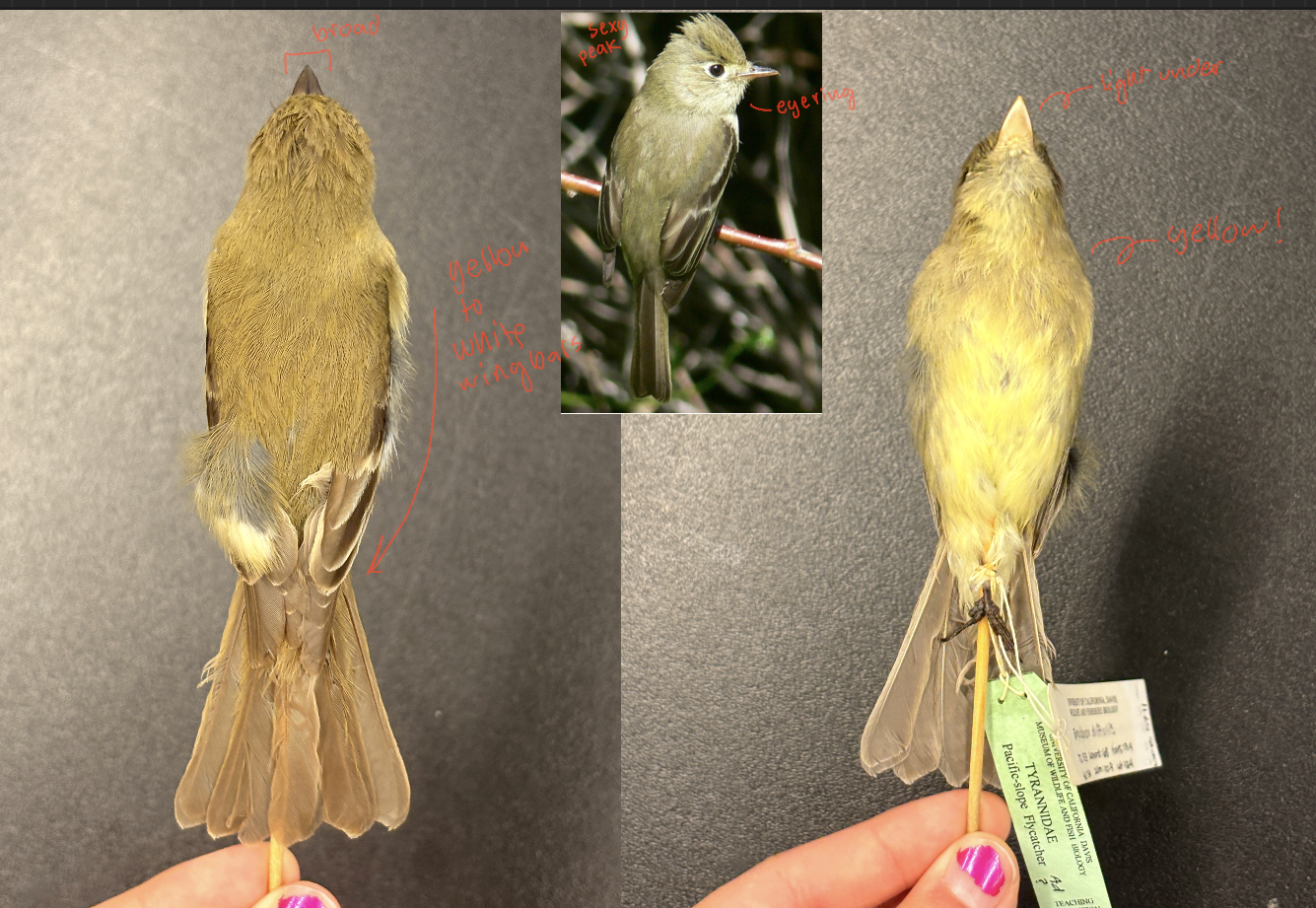 <p>Western Flycatcher</p><p>Order: Passeriformes</p><p>Family: Tyrannidae</p><p>Habitat: Woodlands and forests, especially with steep-walled canyons or ravines.</p><p>Life History:</p><p>Neotropical migrant</p>