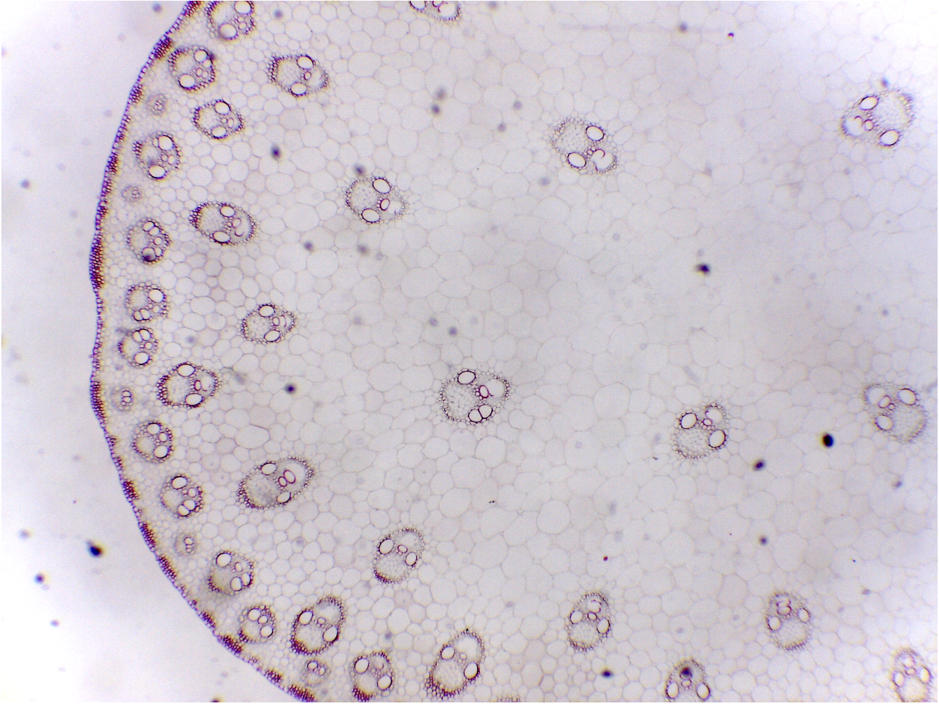 <p>See Image: A cross section has scattered vascular bundles. What is it?</p>