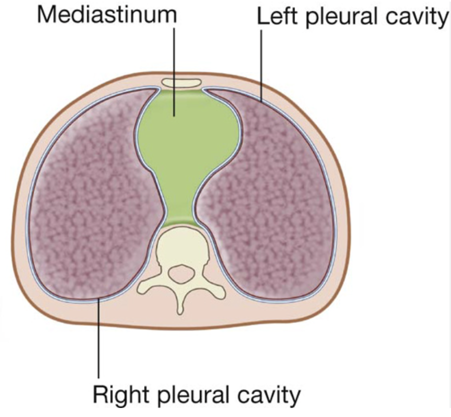 <ul><li><p>mediastinum</p></li><li><p>L and R pleural cavities</p></li></ul><p></p>