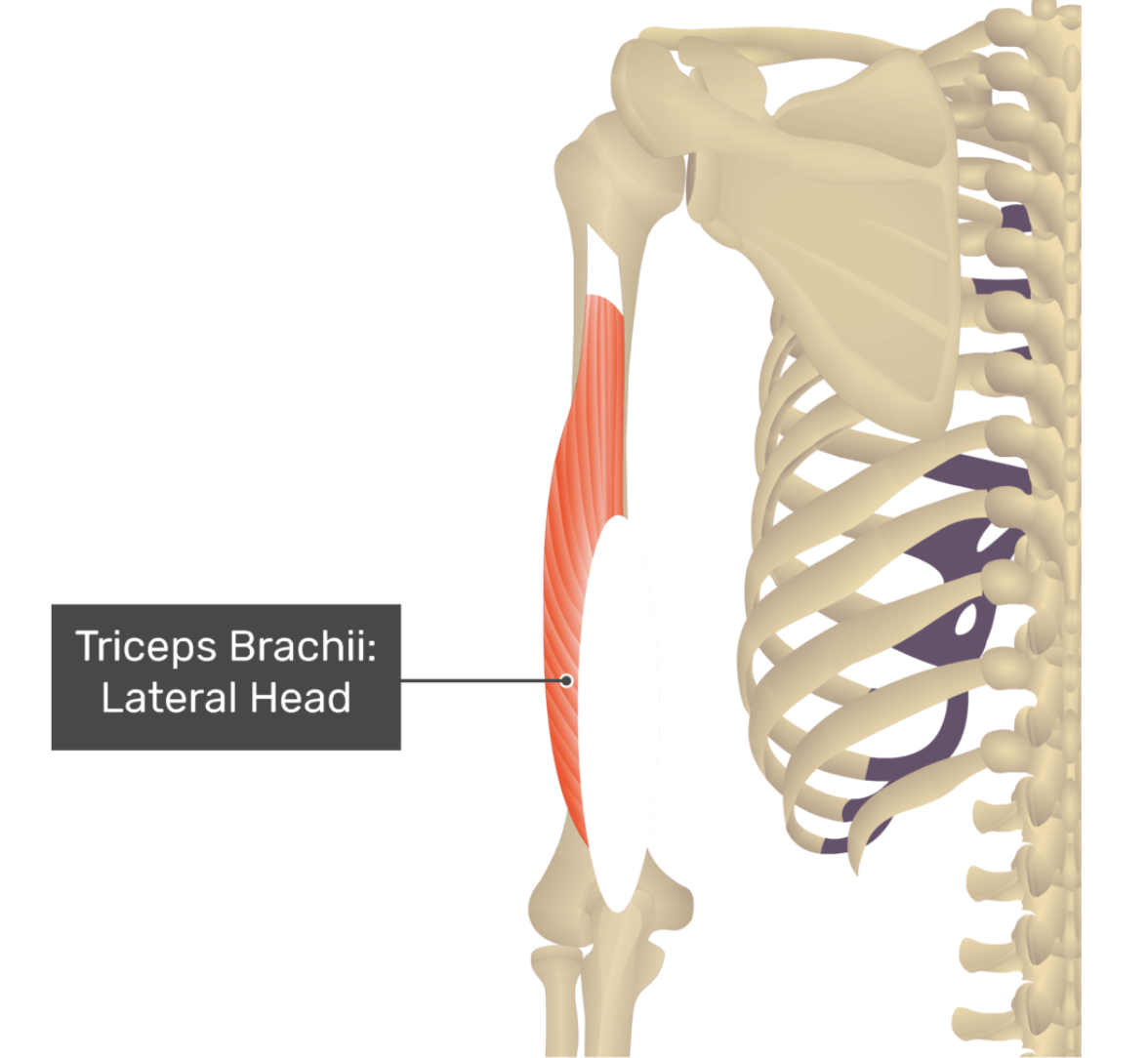 <p>Triceps Brachii (Lateral Head)</p>