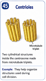 <p>Two cylindrical structures inside the centrosome made from microtubule triplets. </p>